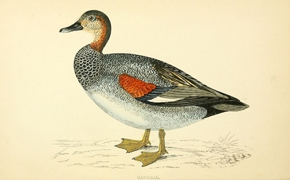 Picture of GADWALL