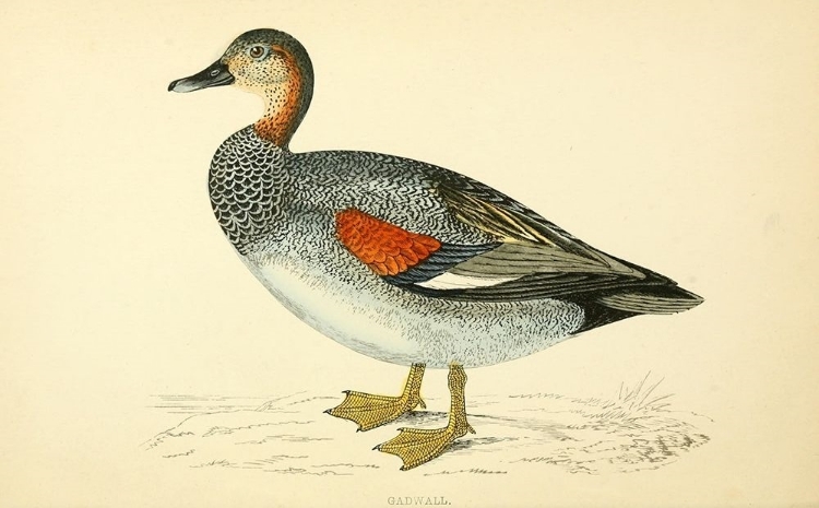 Picture of GADWALL