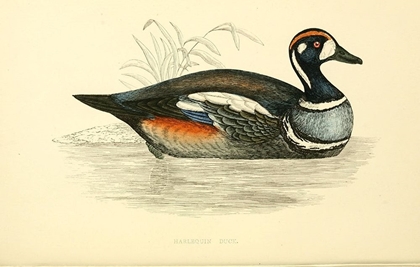 Picture of HARLEQUIN DUCK