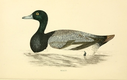 Picture of SCAUP