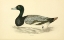 Picture of SCAUP