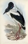 Picture of AUSTRALIAN STORK