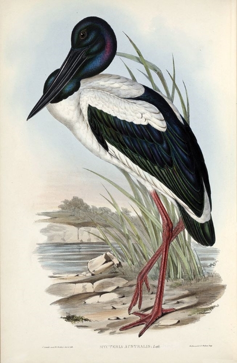 Picture of AUSTRALIAN STORK