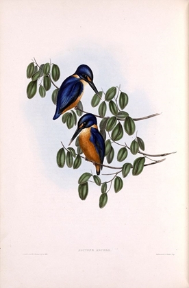 Picture of AZURE KINGFISHER