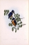 Picture of AZURE KINGFISHER