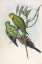 Picture of BARRABANDS PARAKEET
