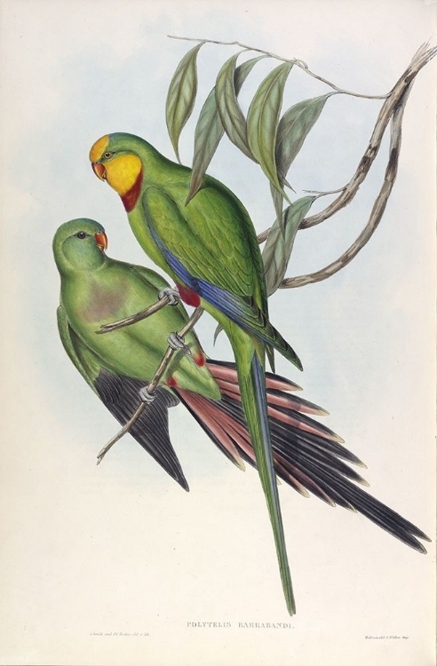 Picture of BARRABANDS PARAKEET