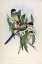 Picture of BROWNS PARAKEET