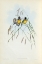 Picture of GOULDIAN FINCH