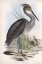 Picture of GREY BILLED HERON