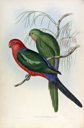 Picture of KING LORY