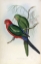 Picture of KING LORY