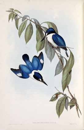 Picture of MACLEAYS HALCYON, KINGFISHER