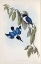 Picture of MACLEAYS HALCYON, KINGFISHER