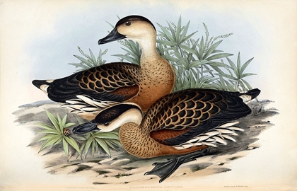 Picture of WHISTLING DUCK