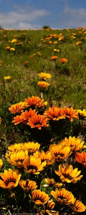 Picture of FLOWER FIELD