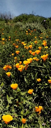 Picture of POPPY STREAM