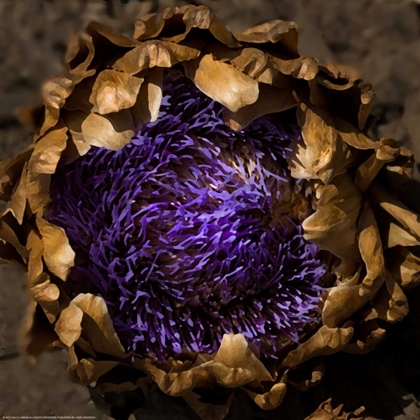 Picture of PURPLE ARTICHOKE