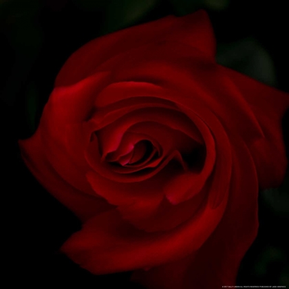 Picture of RED ROSE