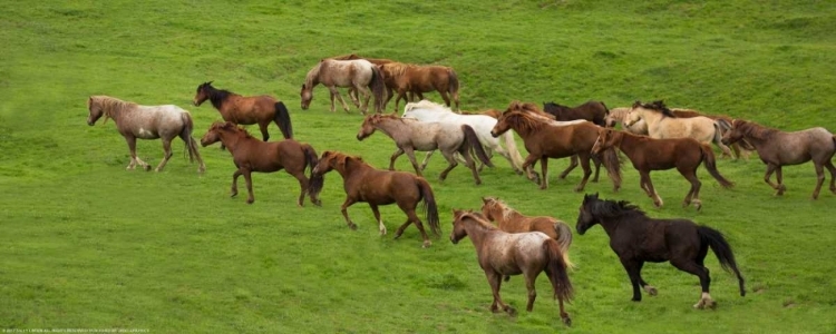 Picture of WILD HERD