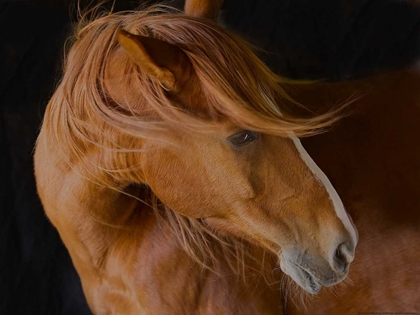 Picture of BEAUTIFUL MANE