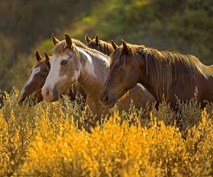 Picture of HORSES IN GOLD