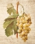 Picture of GRAPEVINE 1