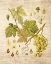 Picture of GRAPEVINE 3