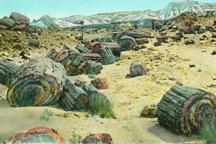 Picture of PETRIFIED FOREST