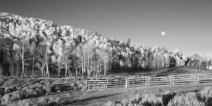 Picture of ASPENS MOON