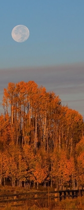 Picture of FALL TREES MOON 1