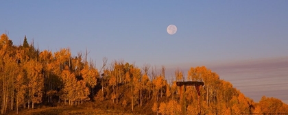 Picture of FALL TREES MOON 2