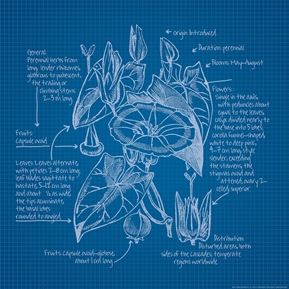 Picture of BLUEPRINTS 3