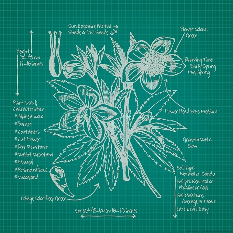 Picture of BLUEPRINTS 5