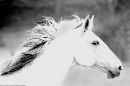 Picture of MANE IN THE WIND