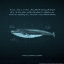 Picture of WHALEPRINT 3