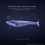 Picture of WHALEPRINT 4