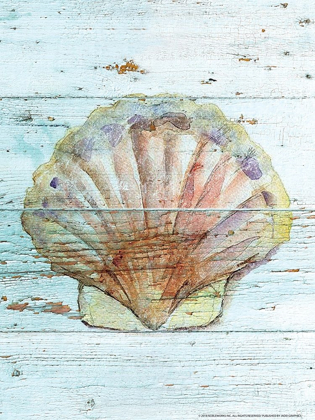 Picture of SEASHELL 1