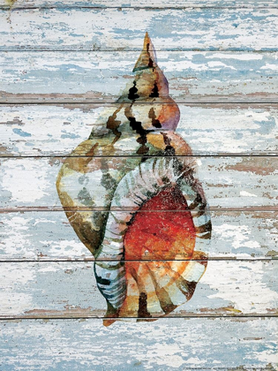 Picture of SEASHELL 2