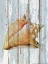 Picture of SEASHELL 3