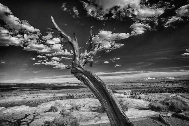 Picture of DESERT TREE