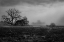Picture of SHADED TREES