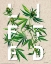 Picture of LIFTED