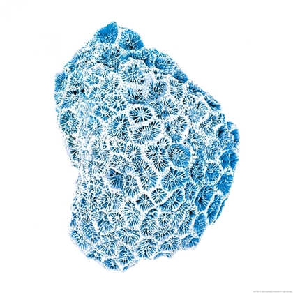 Picture of BLUE CORAL