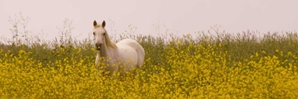Picture of FLOWERY HORSE FIELD