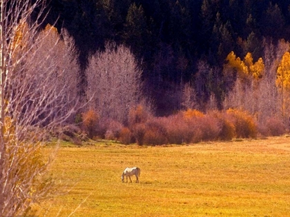 Picture of HORSE PASTURE