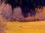Picture of HORSE PASTURE