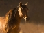 Picture of GOLDEN LIGHT