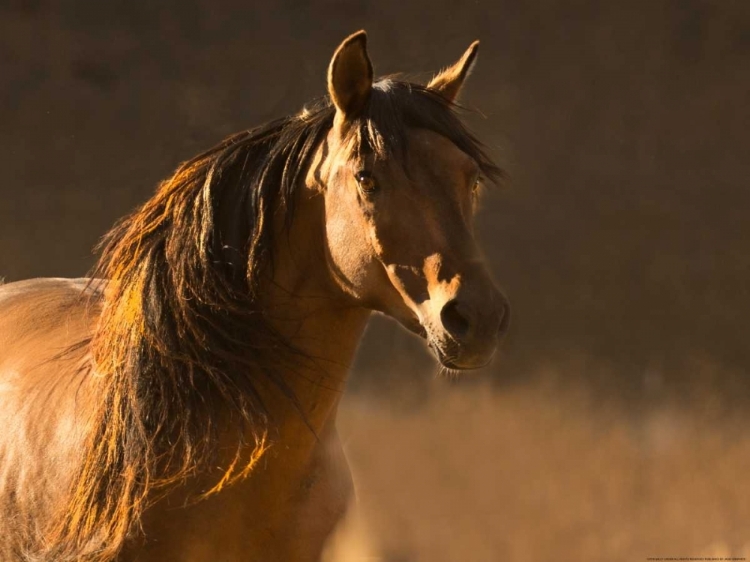 Picture of GOLDEN LIGHT