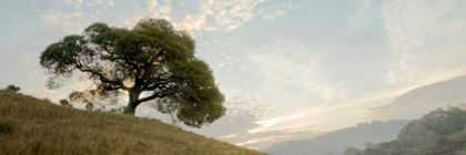 Picture of OAK TREE - 10 PANO